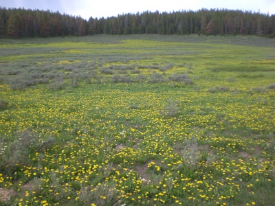 Miles of Dandelions.